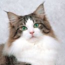 고양이숲 이미지