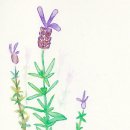 꽃말 - 라벤더 이미지