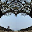 금동농장 | [부여여행 ②]부여 가볼만한곳 BEST: 사랑나무 인생샷 팁부터 국립부여박물관·궁남지·맛집 만다린까지...