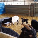 덕촌농장 이미지