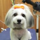 고현아로마