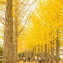 [제7회 낭만길걷기]10월24일(화) 홍천 은행나무숲 원정＜출발장소변경＞ 이미지
