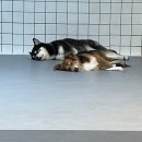 프리펫스 반려견 아카데미 안산캠퍼스 이미지