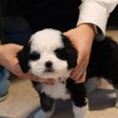 유어펫 강아지분양 고양이분양 본점 | 유어펫 강아지분양, 고양이분양 본점에서의 따뜻한 경험✨