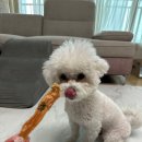 여시까까 이미지