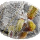 멋내는 강아지 이미지