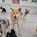 시몬 애견유치원&애견호텔 이미지