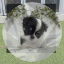 은빛동물병원 | 부평구 강아지무료분양 실버푸들 입양 후기 숨은 비용부터 똑똑하게 선택하는 법까지