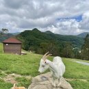 산양목장 이미지