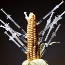GMO 식품과 살충제 이야기 이미지