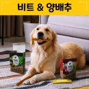 비트덴탈 이미지