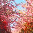 4월 3-4일 다산초당, 백련사 동백꽃, 청산도 유채꽃, 남미륵사 서부해당화 이미지