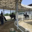 홍성군 승마장 이미지