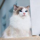 신비돌스 랙돌 캐터리 이미지