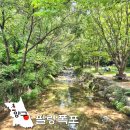 숲속계곡쉴만한물가 | 강원도 계곡 추천 여름 피서지 여행 양구 팔랑폭포