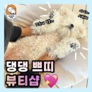 쁘띠댕댕 이미지