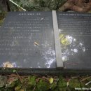 천제연 담팔수나무 이미지