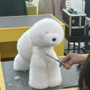 애견미용 이미지