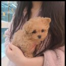 펫아미강아지고양이