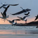 사람 그리고 새 이미지