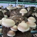 송이농장 이미지