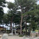 소나무둥지 | 속초 카페 - 카페 설악산로 ; 소나무 숲 마당을 가진 대형 한옥 베이커리 카페