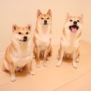 더골라바 Daum카페