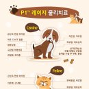 분당중앙동물병원 이미지