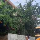 명일초등학교 이미지