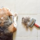 (단기)반려동물미용사(자격증) 이미지