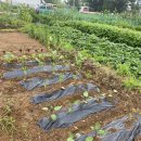 신길농장 이미지