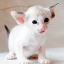 애묘(고양이)백과 - 컬러포인트 쇼트헤어 (Colorpoint shorthair) 이미지