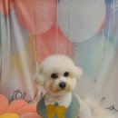 황실 애견미용 살롱 이미지