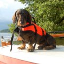 물만난 강아지 이미지