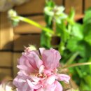 퐁퐈두르 이미지