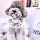 지오애견미용샵 이미지