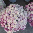 논공읍사무소 이미지