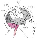 의식의 장애 요인과 뇌의 기능 이미지