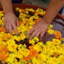 메리골드 이미지