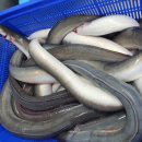 대동수산 이미지