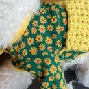 댕블리스 이미지