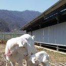 제각 연고 처리후 세끼 유산양 모습입니다. 이미지