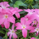 트로브
