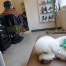 깡아지미용실 이미지