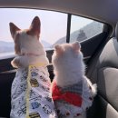 월전마을 화장실 | 여수 '월전' 애견동반 독채펜션 후기 ! 내돈내산! 임산부 여행