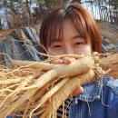 금산인삼 | 인삼 수삼 금산인삼 후기 추천으로 건강한 면역력 강화 경험하기