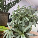 배나무곰탕 이미지