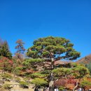 복하천 갈대멋짐길 | 11월 12일 화담숲 단풍 현황! 예쁜 단풍 언제까지 볼 수 있을까?