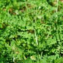 왕관갈퀴나물 Securigera varia (L.)Lassen(콩과 왕관갈퀴나물속) 이미지