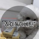 브이독 | 하이독 화식 후기, 기호성 좋았던 케어브이 라이트 다베틴